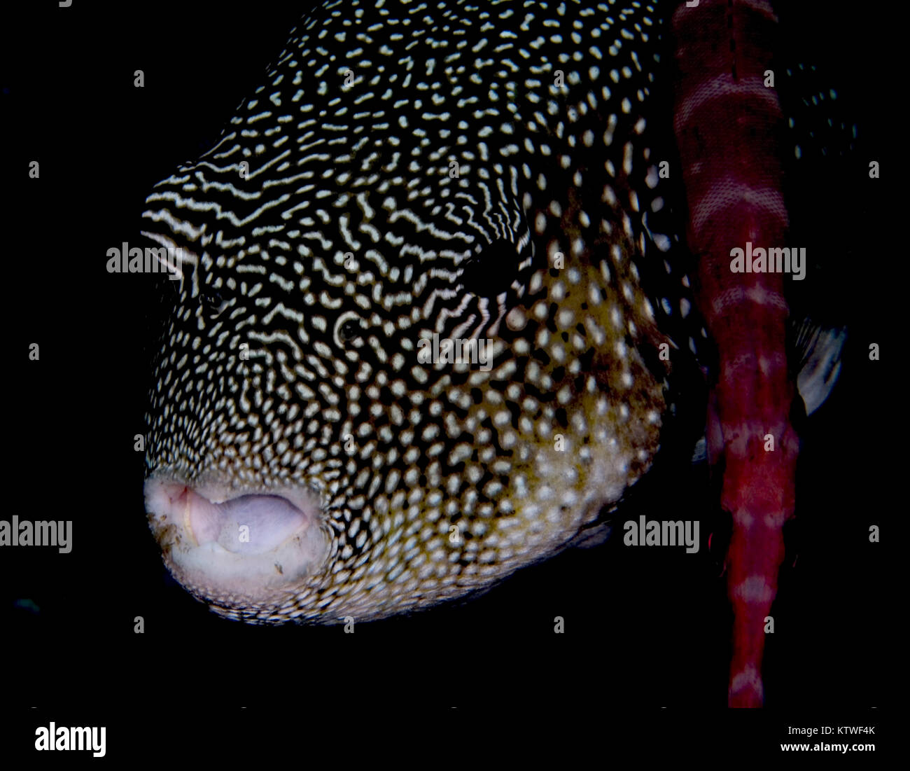 STARRY PUFFER (AROTHRON STELLATUS) WITH CHINESE TRUMPETFISH (AULOSTUMUS CHINENSIS SWIMMING BESIDE Stock Photo