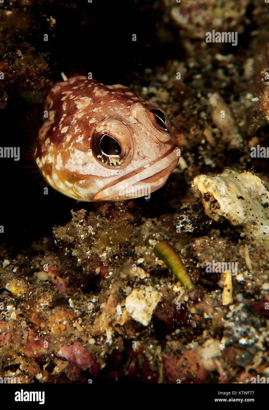 A JAWFISH (OPISTOGNATHUS SP.) PEEKING OUT OF HIS HOLE Stock Photo