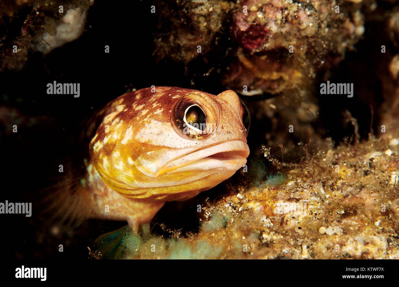 A JAWFISH (OPISTOGNATHUS SP.) PEEKING OUT OF HIS HOLE Stock Photo