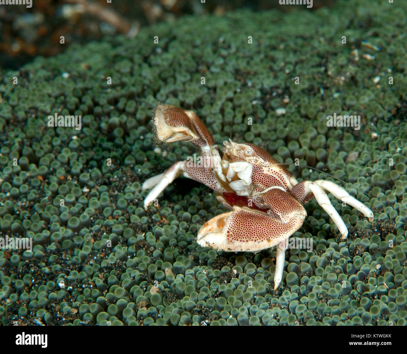 PORCELEAN CRAB (NEOPETROLISTHES SP.) STANDING ON GREEN ANENOME WITH OUTSTRETCHED CLAWS Stock Photo