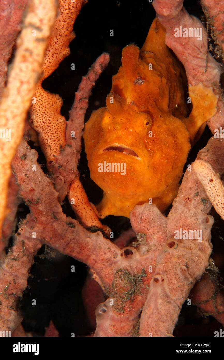 PAINTED FROGFISH (ANTENNARIUS PICTUS) IN ITS RED PHASE POSING ON PIECE OF CORAL AWAITING UNSUSPECTING PREY Stock Photo