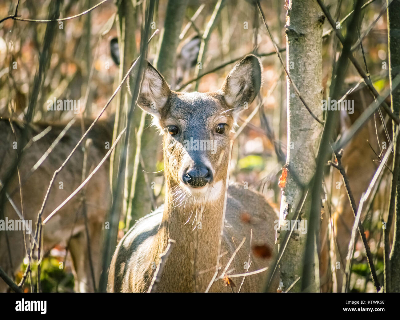 Deer In The Woods Stock Photo Alamy