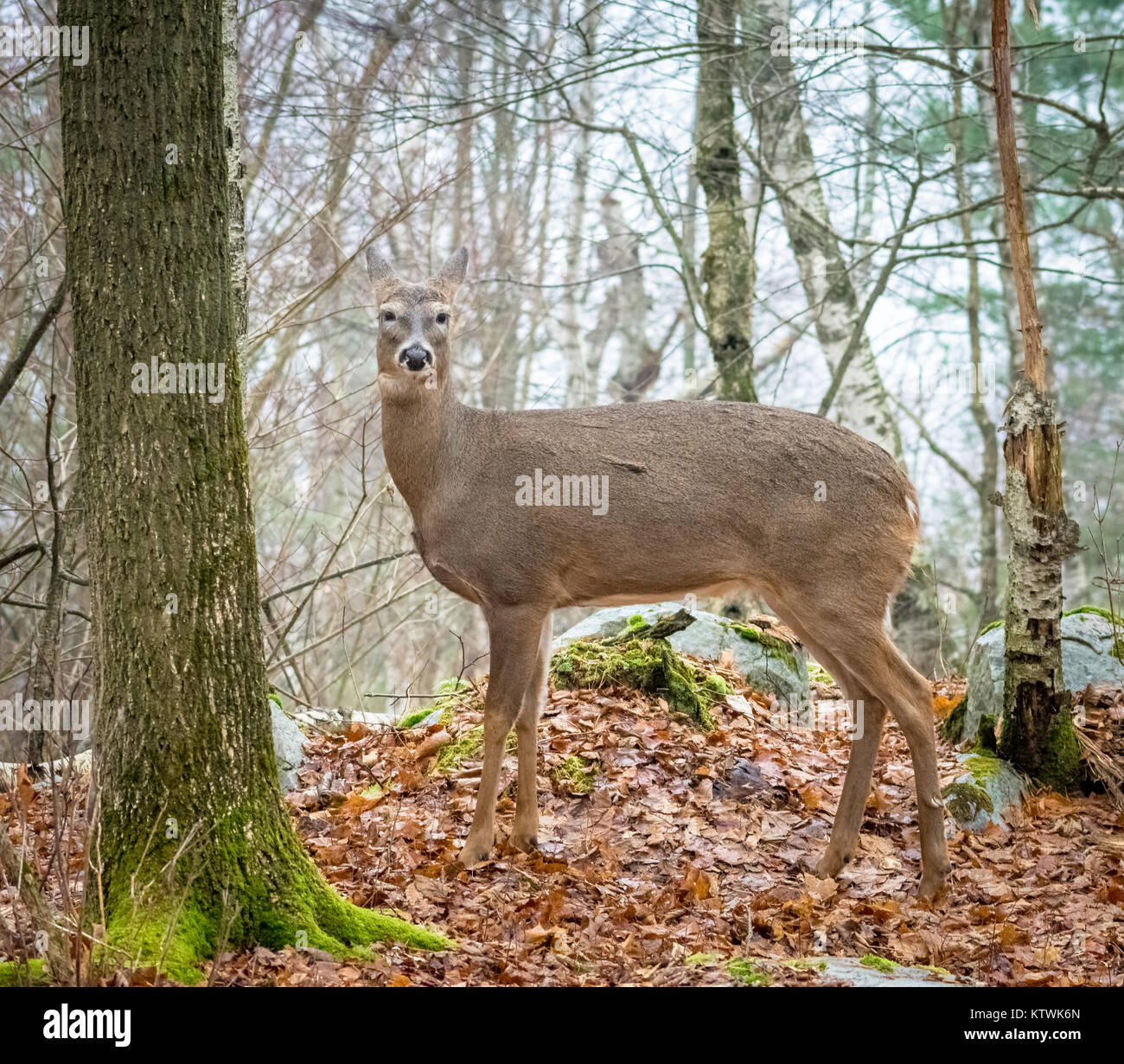 Deer In The Woods Stock Photo Alamy