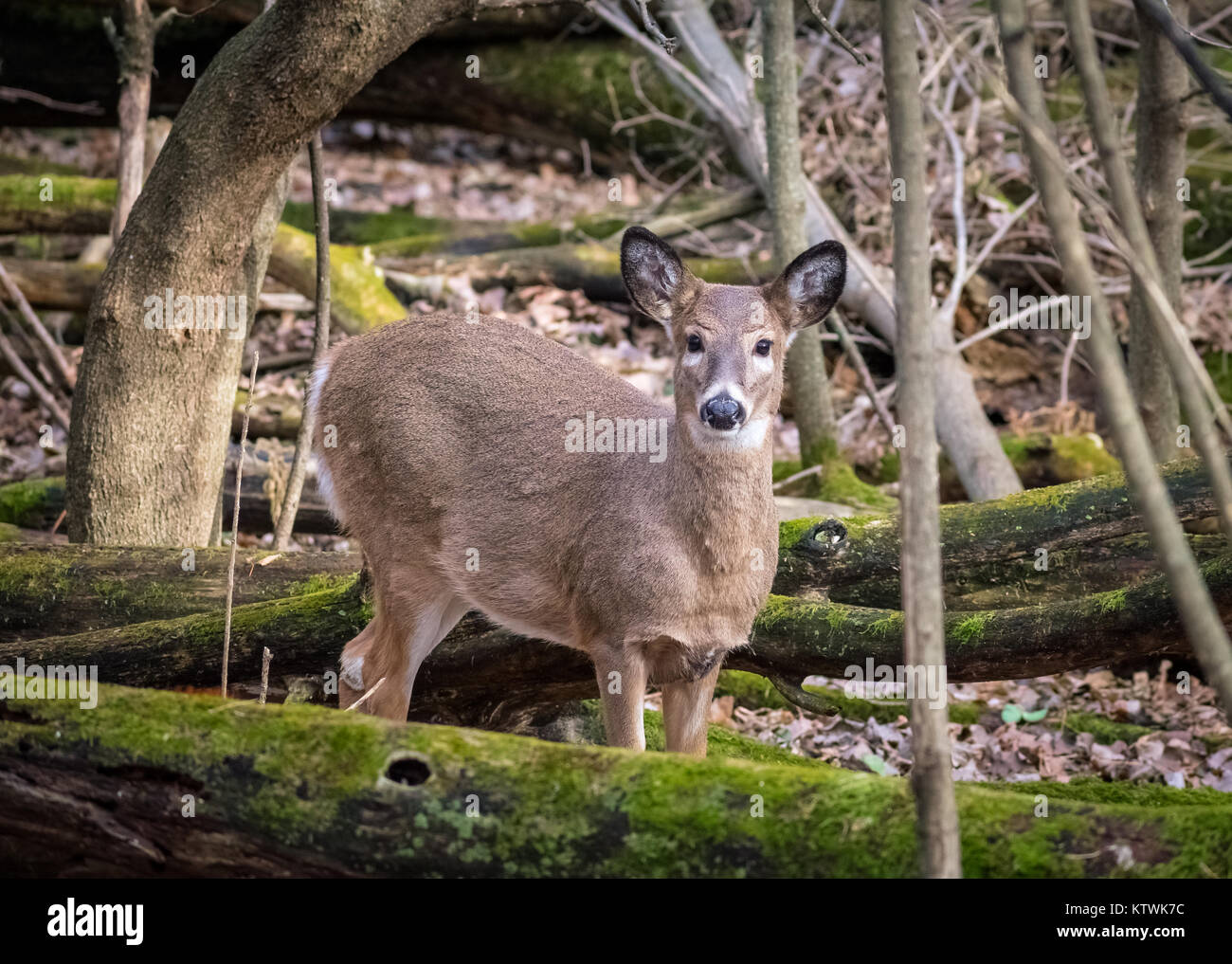 Deer In The Woods Stock Photo Alamy