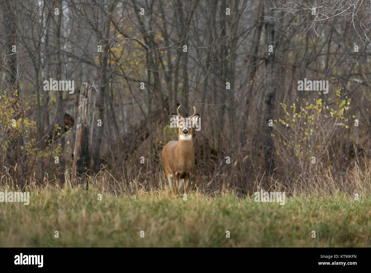 Buck with rack hi-res stock photography and images - Alamy