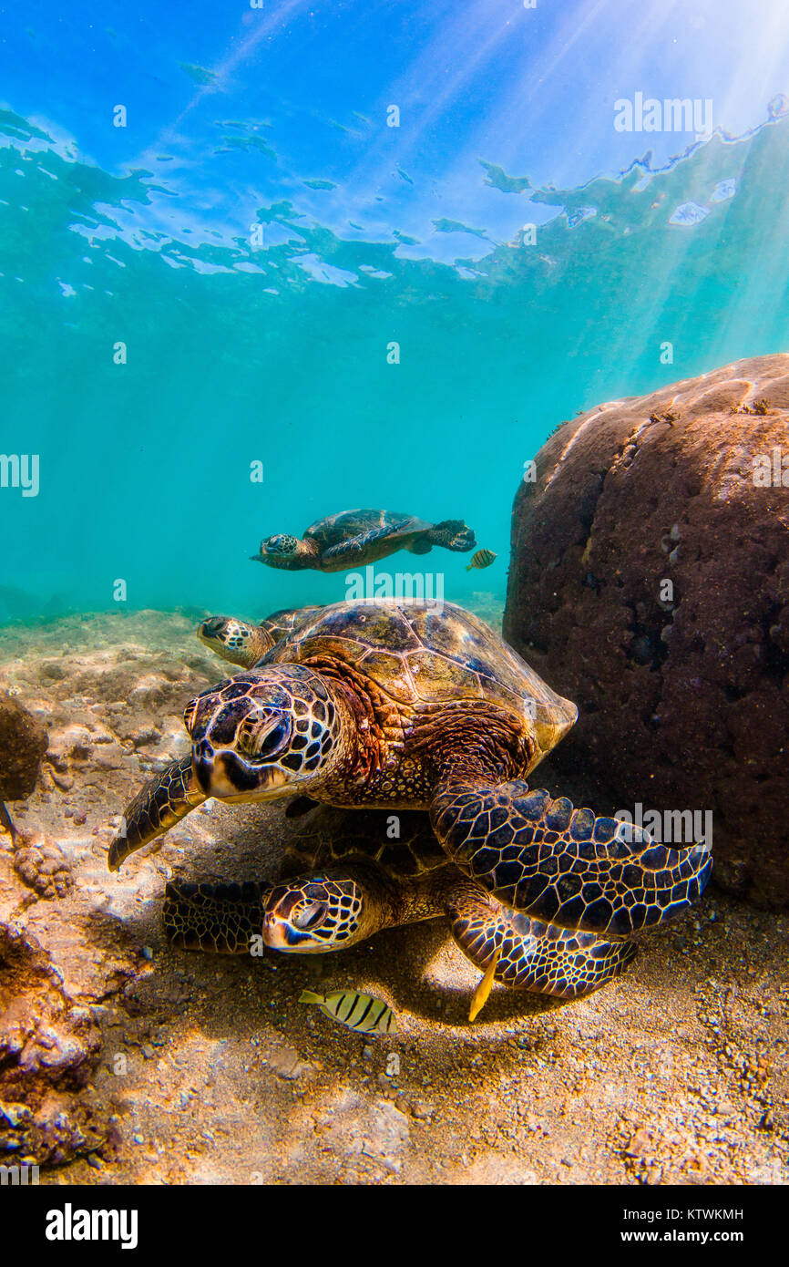 Hawaiian Green Sea Turtle swimming underwater Stock Photo - Alamy