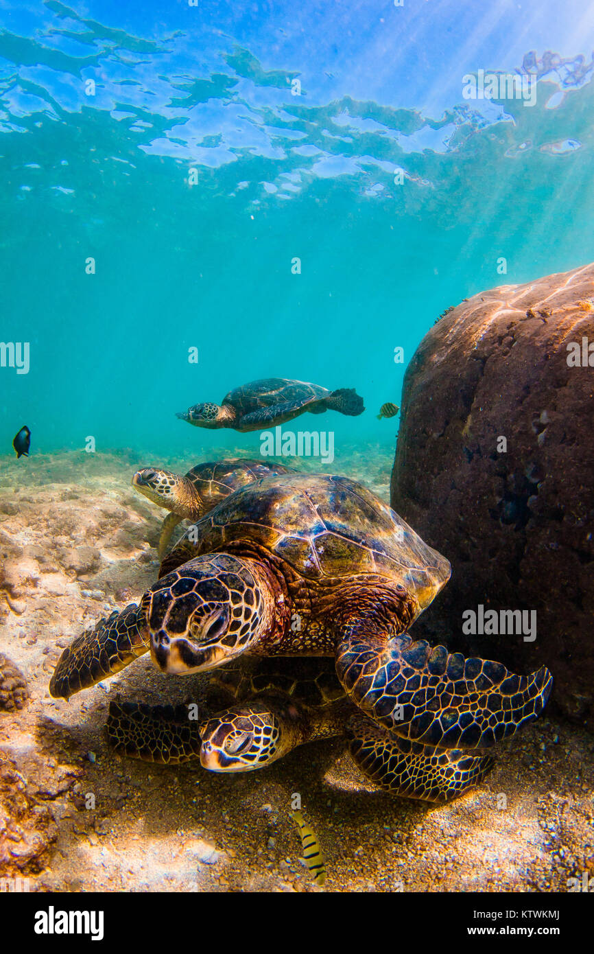 Hawaiian Green Sea Turtle swimming underwater Stock Photo - Alamy