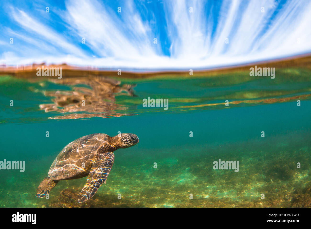 Hawaiian Green Sea Turtle swimming underwater Stock Photo - Alamy