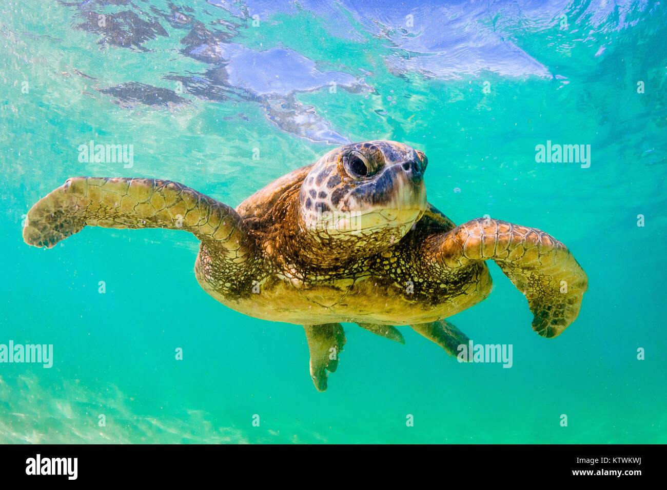 Hawaiian Green Sea Turtle swimming underwater Stock Photo - Alamy