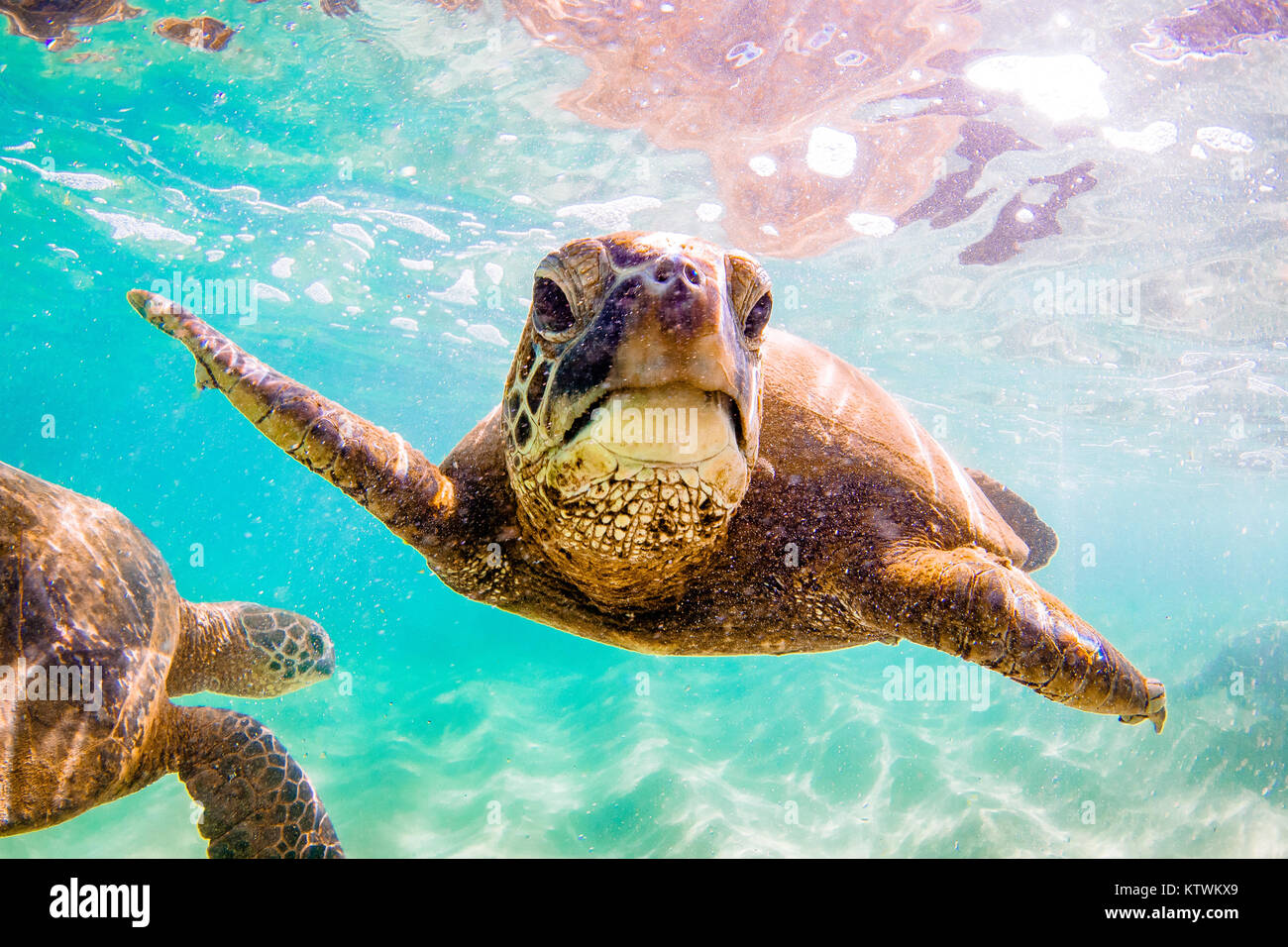 Hawaiian Green Sea Turtle swimming underwater Stock Photo - Alamy