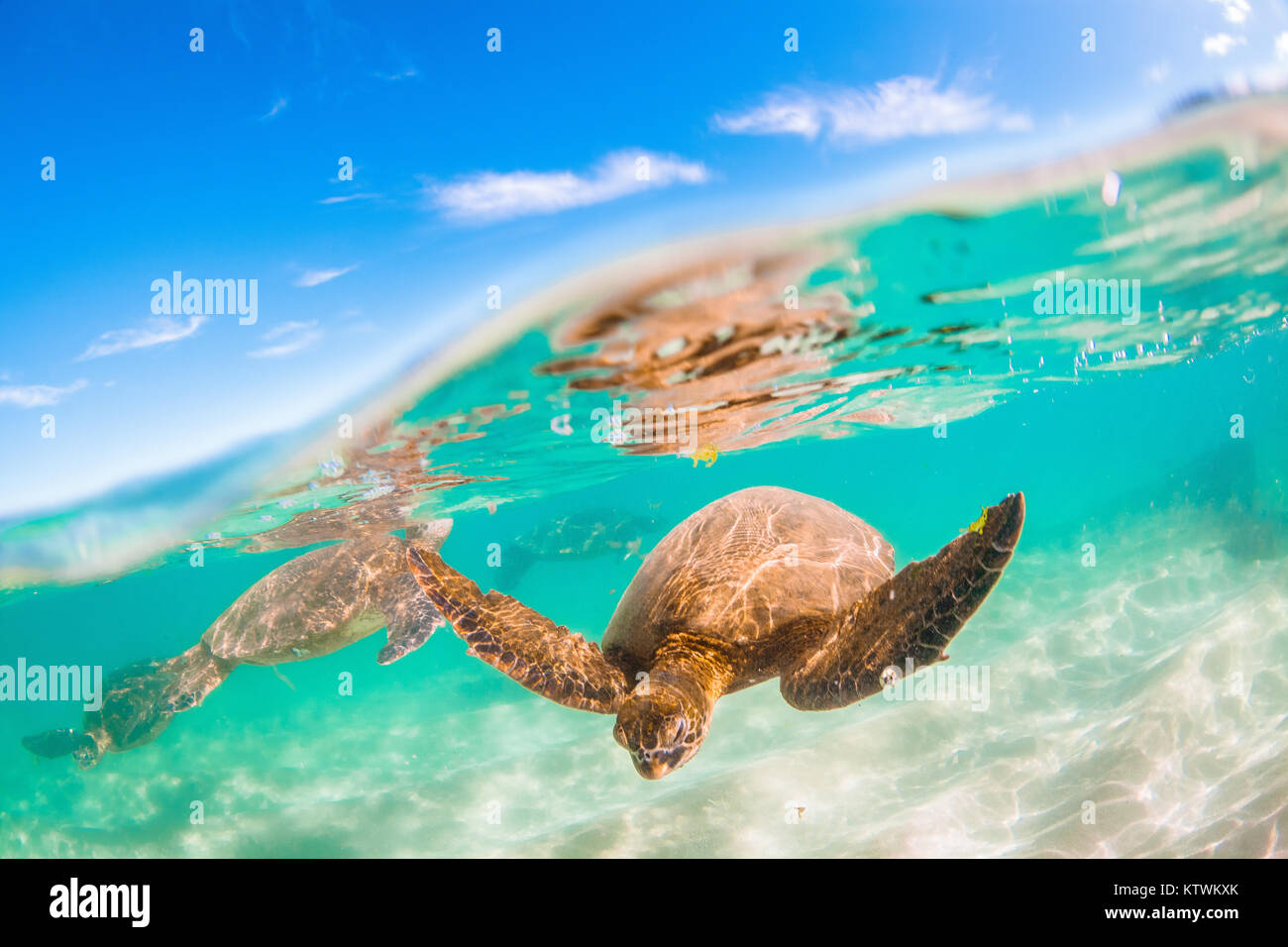 Hawaiian Green Sea Turtle swimming underwater Stock Photo - Alamy
