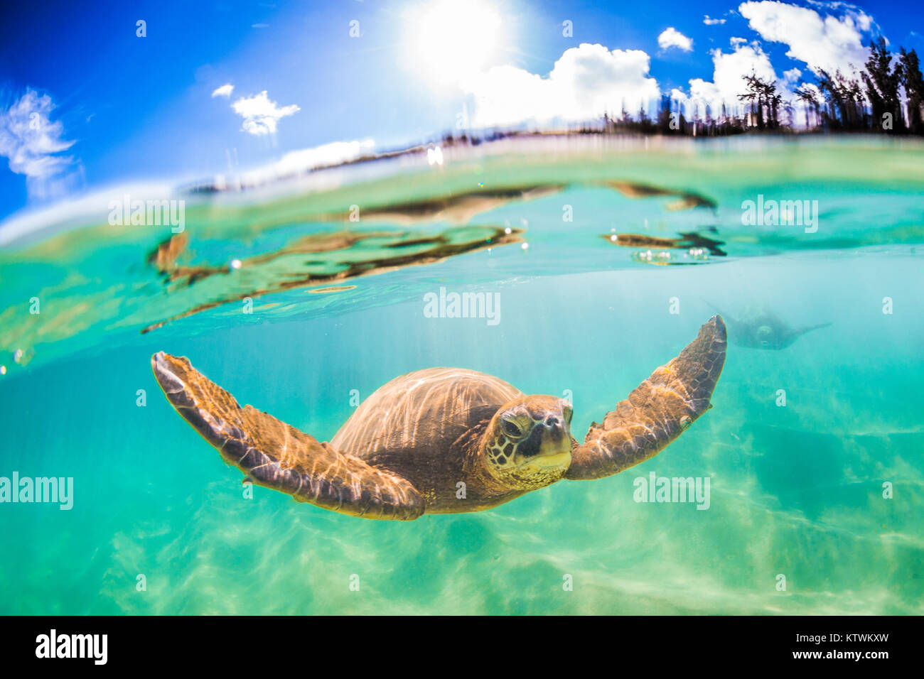 Hawaiian Green Sea Turtle swimming underwater Stock Photo - Alamy