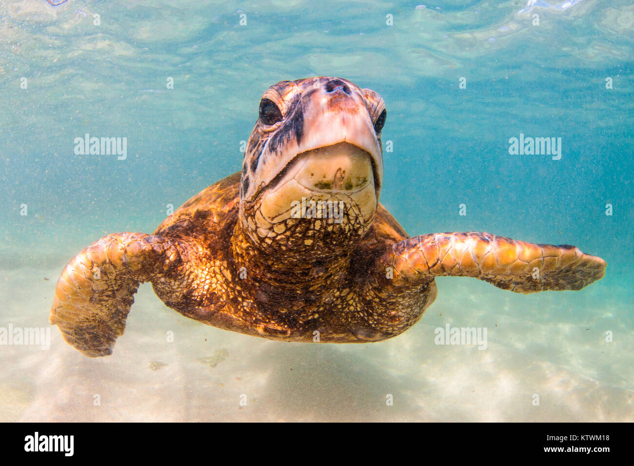 Hawaiian Green Sea Turtle swimming underwater Stock Photo - Alamy