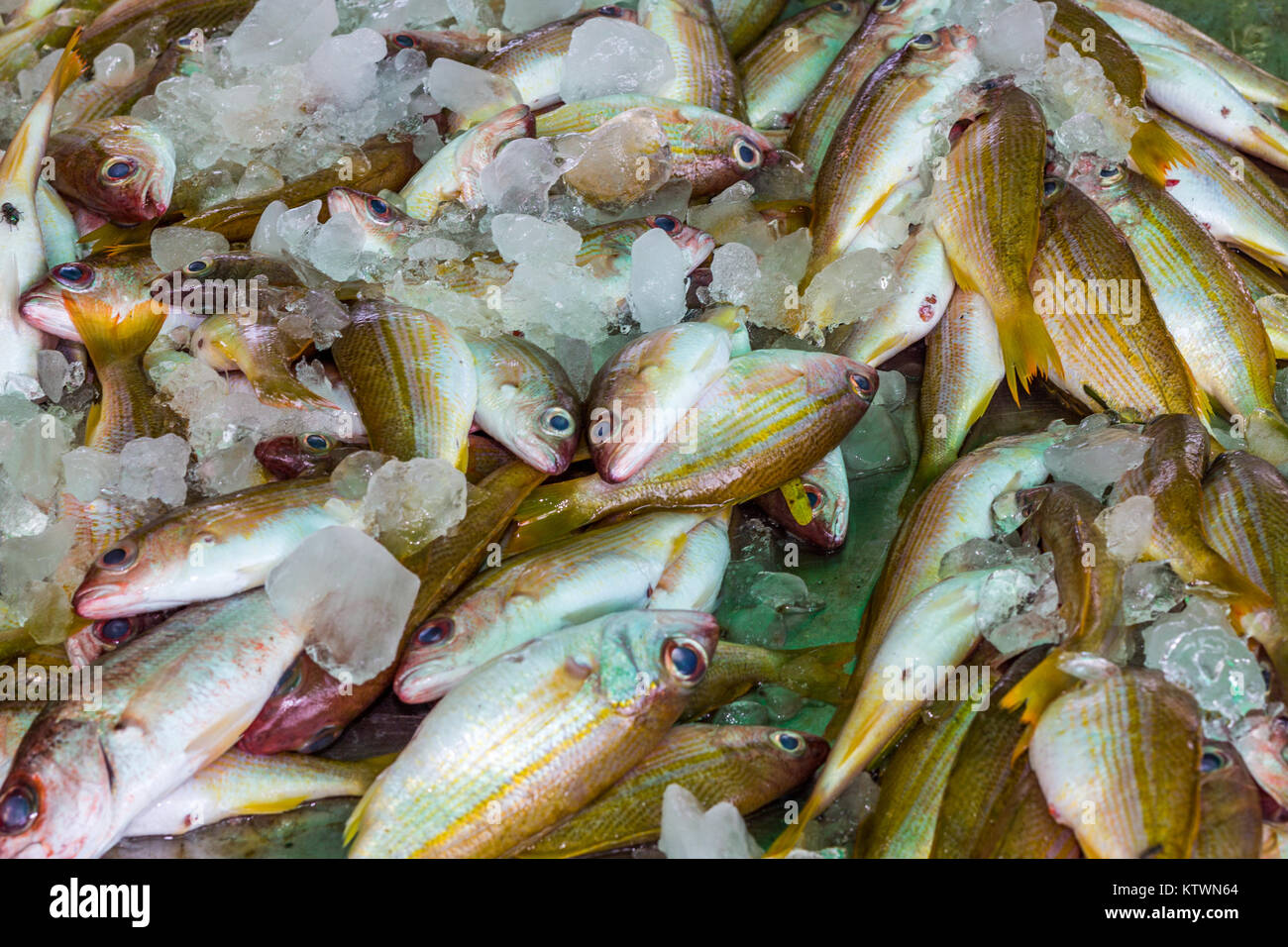Big eye yellow snapper fish on ice, fish market, Rawai, Phuket, Thailand. Lutjanus Lutjanus Stock Photo