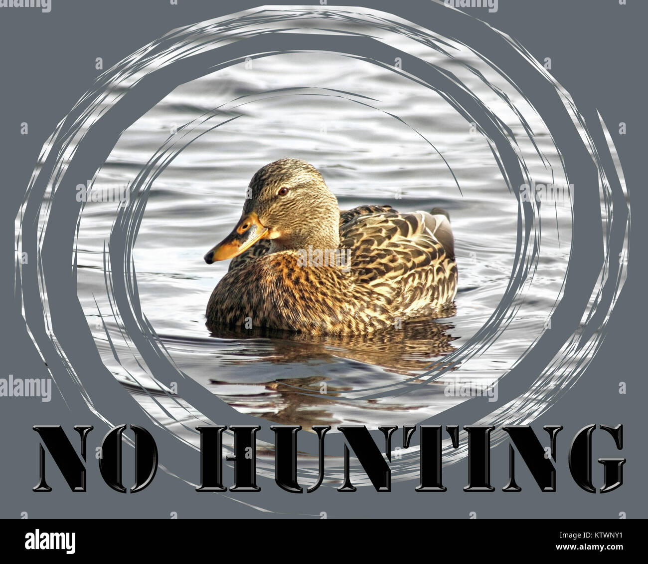 NO HUNTING caption with a gentle Mallard duck female swimming on calm waters Stock Photo