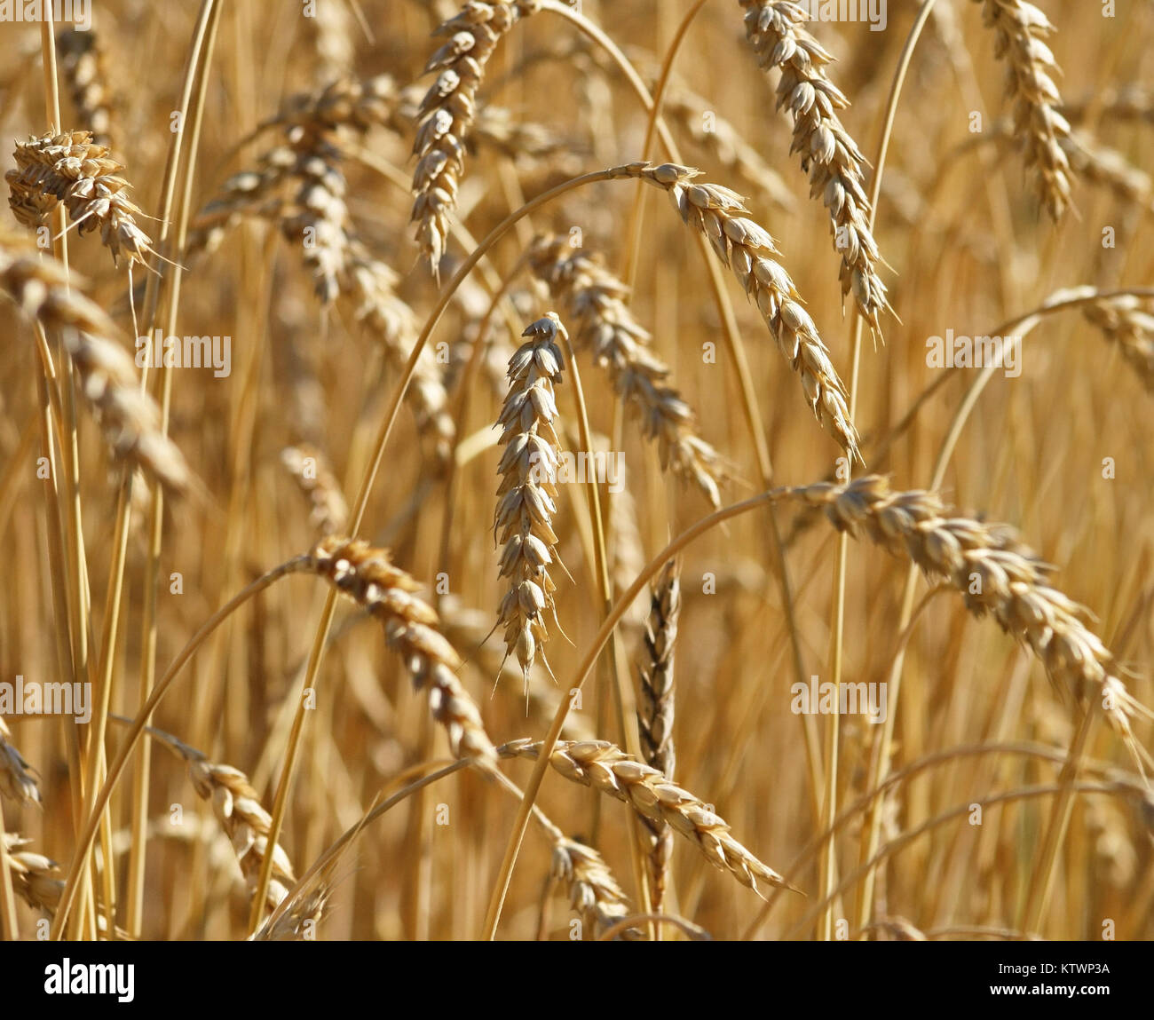 Close up of the grains of Hard Red wheat growing in a farmer's field