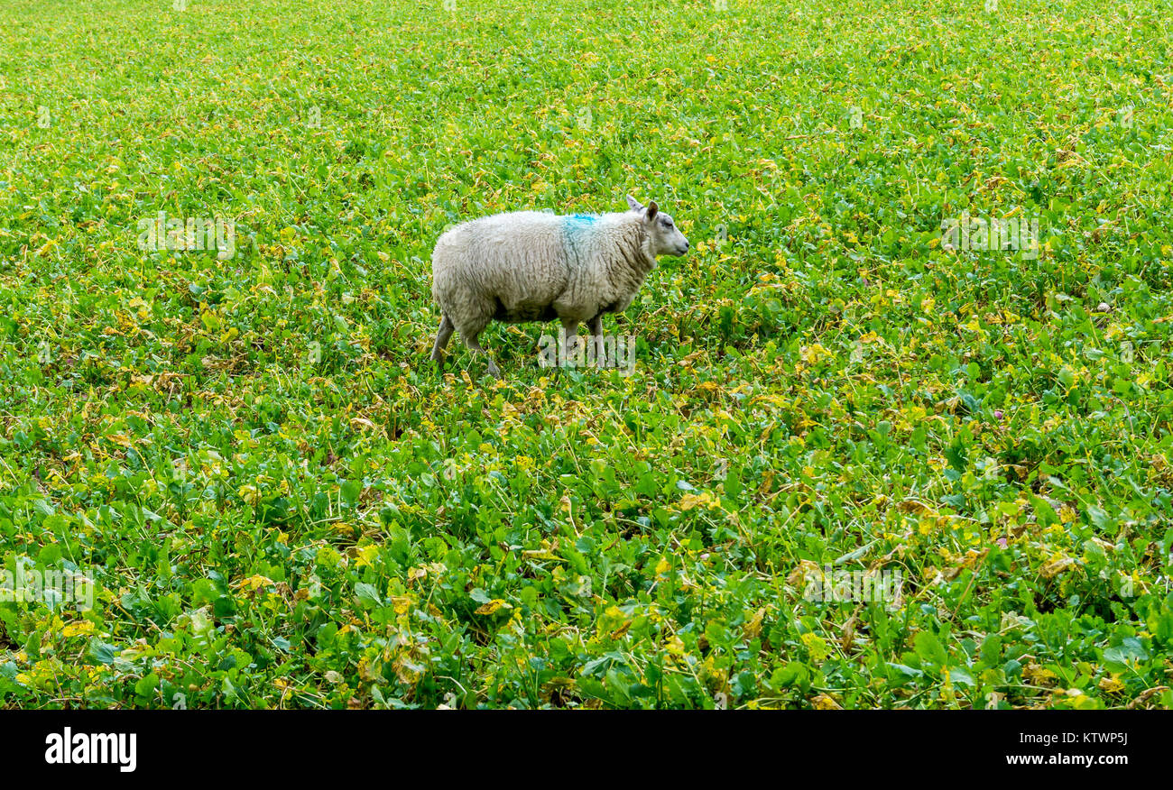 Sheep in a turnip field, Honley, Huddersfield, West Yorkshire, England, UK Stock Photo