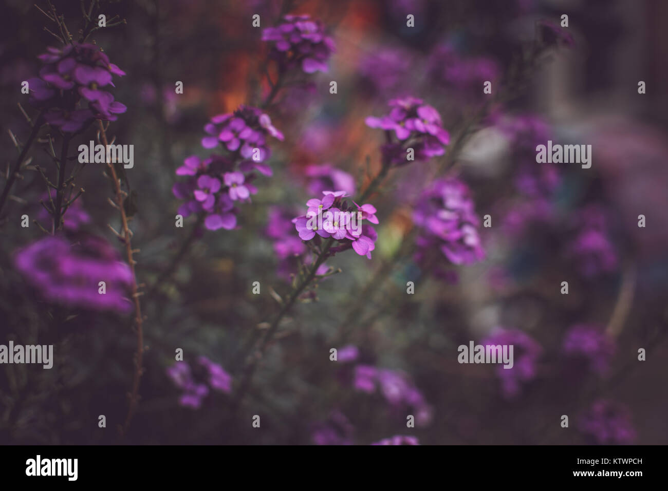 Colorful flowers background Stock Photo - Alamy