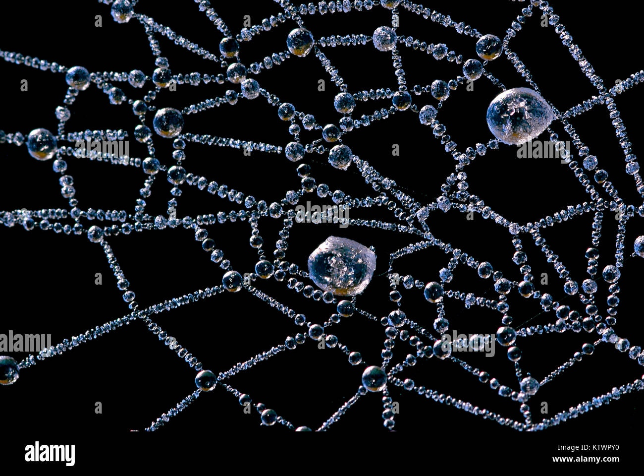 Frozen spider’s web Stock Photo