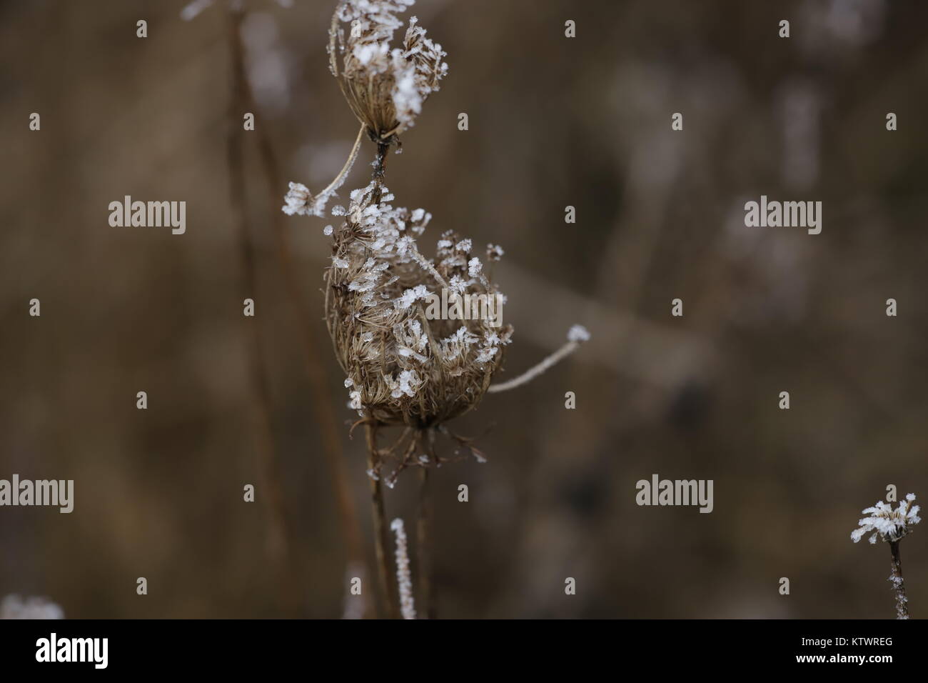 frost on plants Stock Photo - Alamy