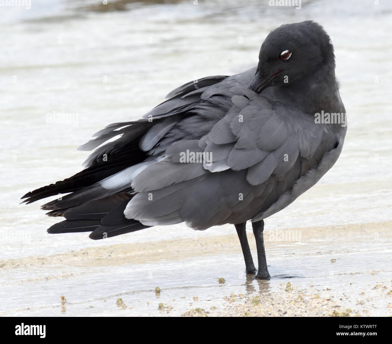 A lava gull or dusky gull (Leucophaeus fuliginosus) prrens its feathers on the sandy Playa Ochoa beach. This gull, said to be the rarest gull in the w Stock Photo