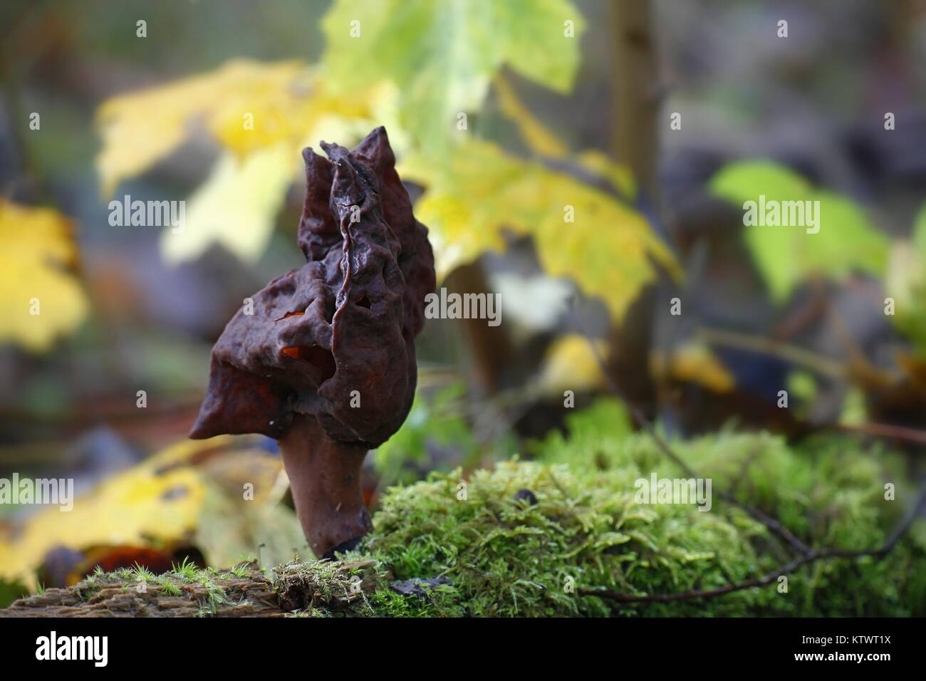 Gyromitra infula, commonly known as the hooded   false morel or the elfin saddle Stock Photo