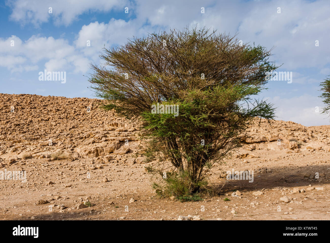 An acacia tree in the desert, Saudi Arabia Stock Photo