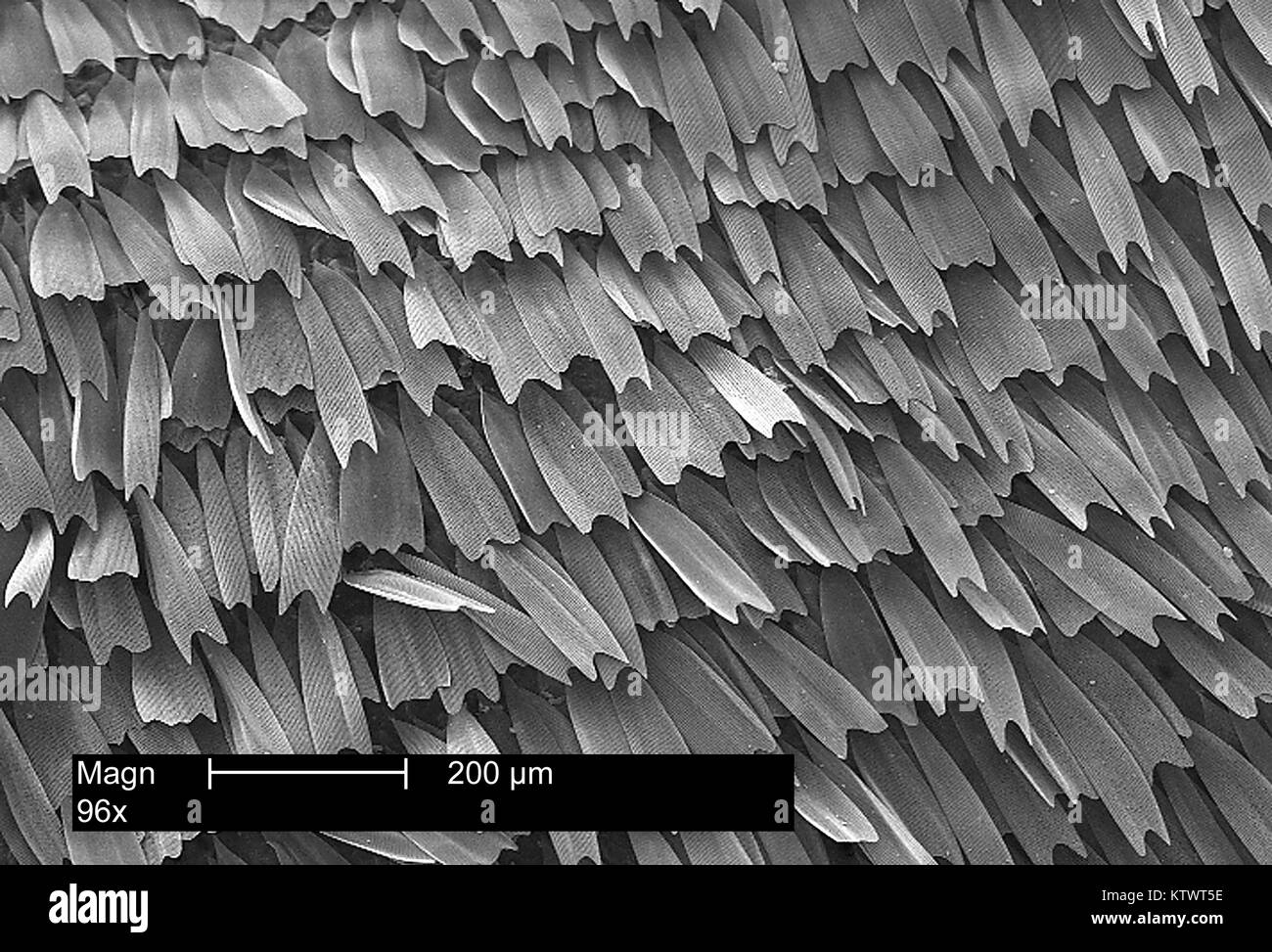 Scalar patterning of a butterfly's wing magnified 96X. Note the shingle-like pattern of the wing, which promotes heightened aerodynamic lift during the insect's flight. Image courtesy CDC, 2002. Stock Photo