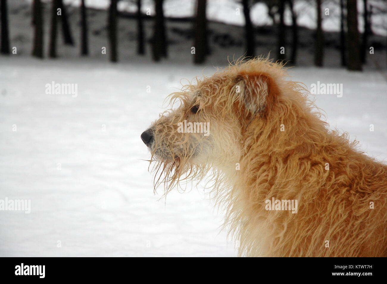 Close Up Side On Portrait Of A Long Haired Bearded Scruffy Stock