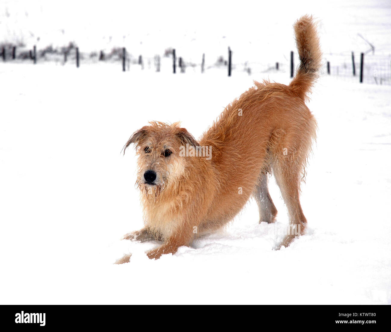 Long Haired Scruffy Terrier Type Dog Doing Yoga In The Snow Stock