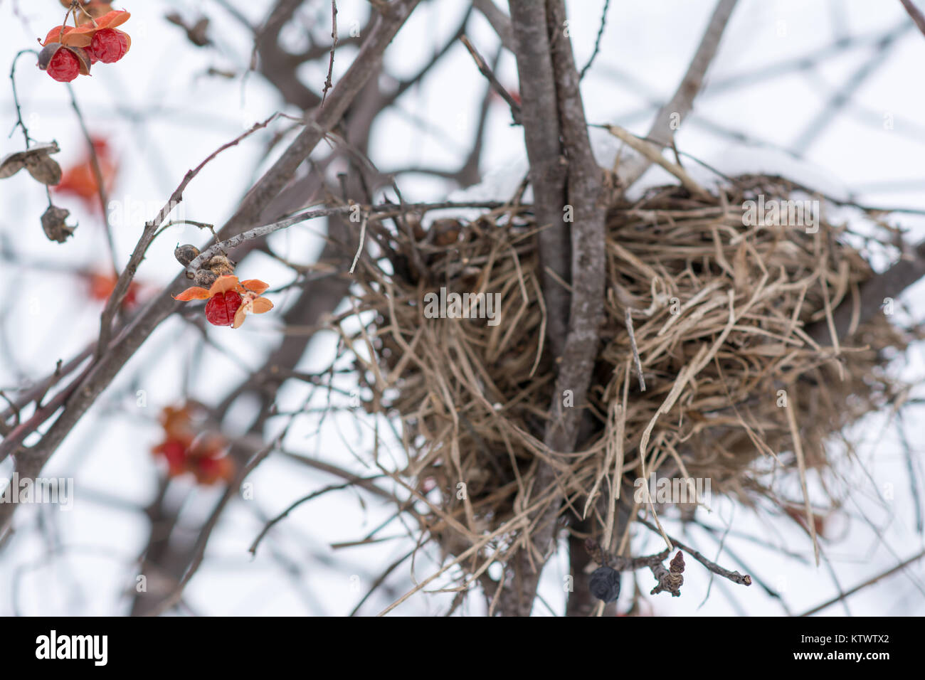 birds nest covered in snow in the winter with red berries surounding it