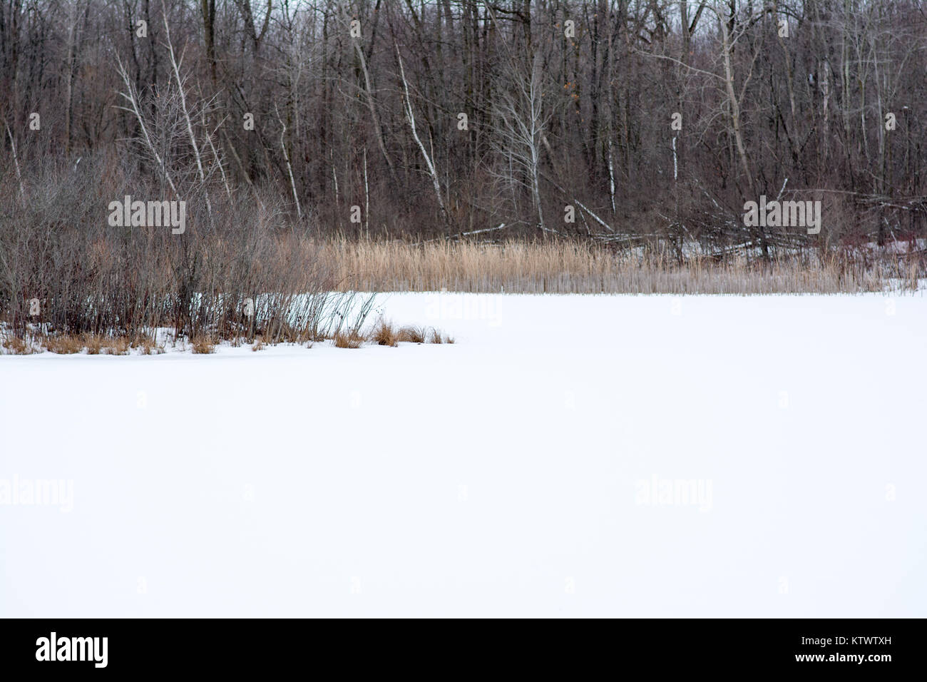 snow covered lake with forest in the background Stock Photo - Alamy