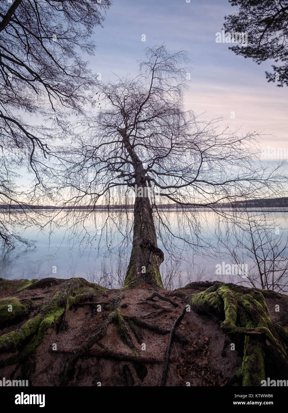 Fallen tree with calm lake and sunset at winter time in Finland Stock Photo