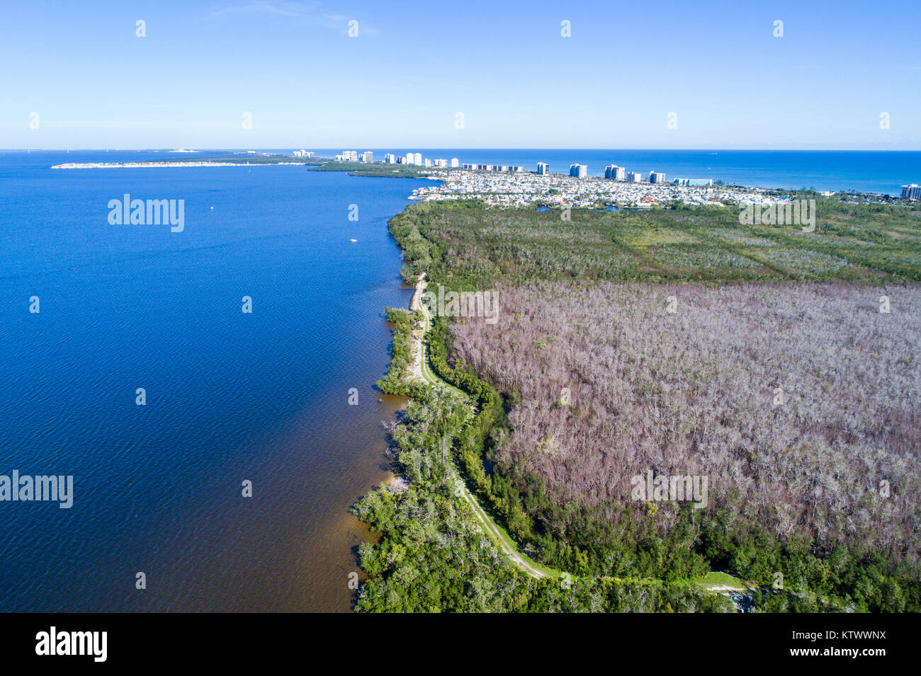 Jensen Beach Florida,Indian River Ecological Lagoon,water,Hutchinson Barrier Island,large tree die off dead trees,aerial overhead view,FL17121448d Stock Photo