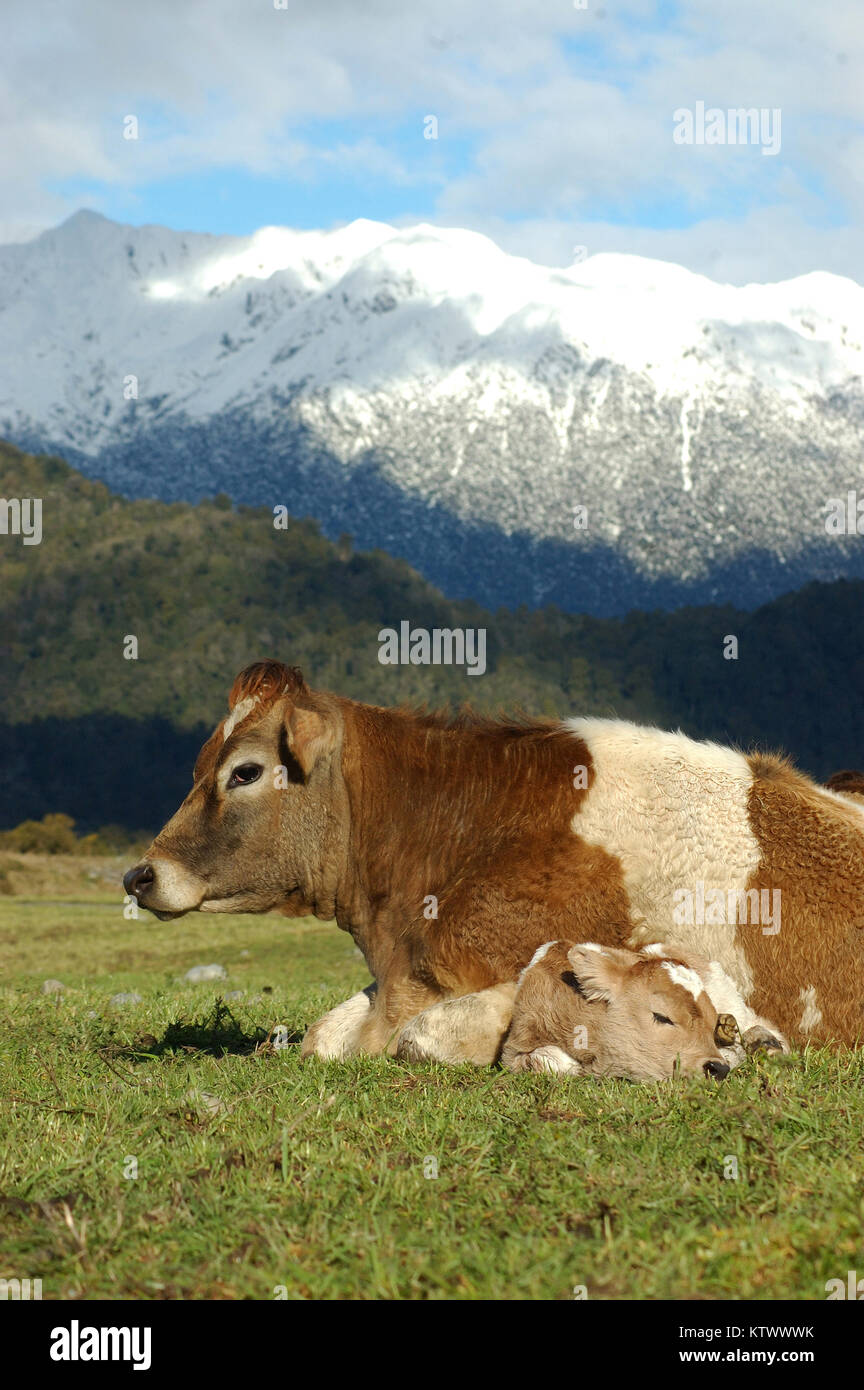 Mother Jersey cow with newborn calf, West Coast, New Zealand Stock