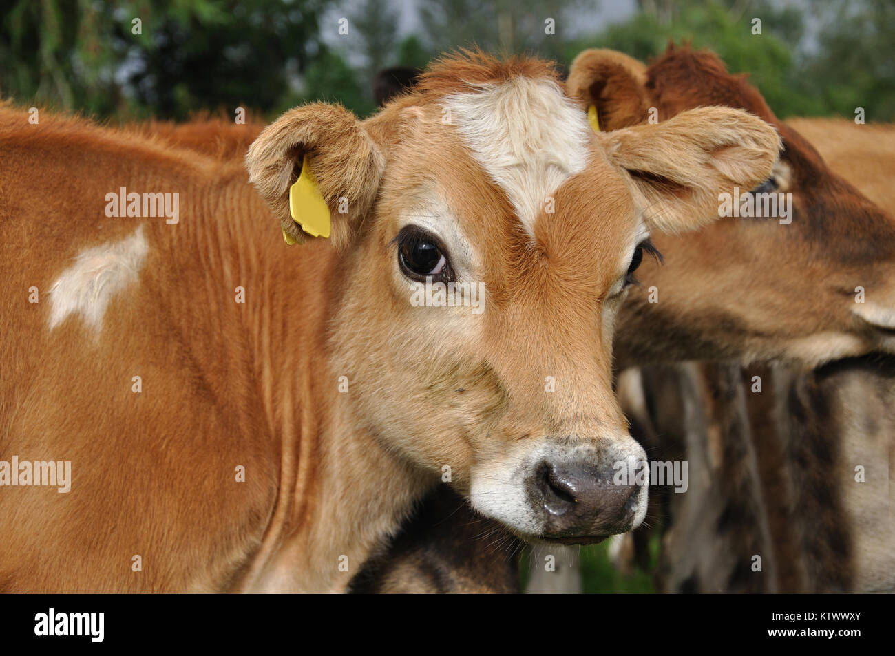 Portrait of Jersey calf Stock Photo Alamy