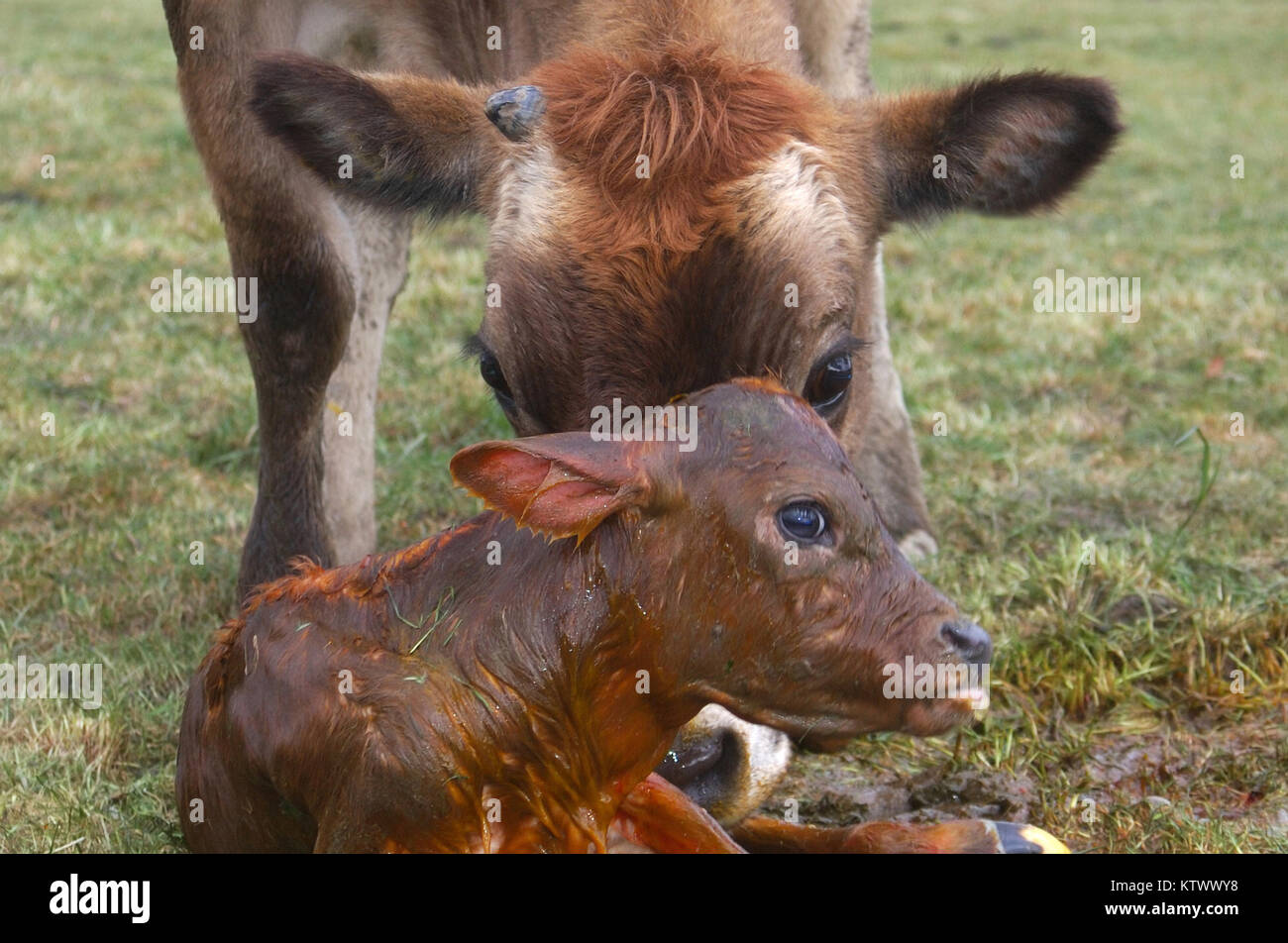 Mother cow licking calf hires stock photography and images Alamy