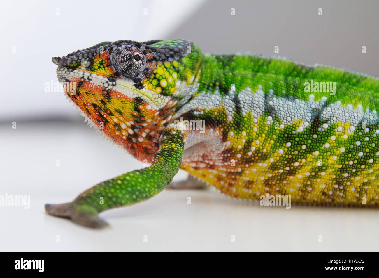Chameleon pardalis, Madagascar. Stock Photo