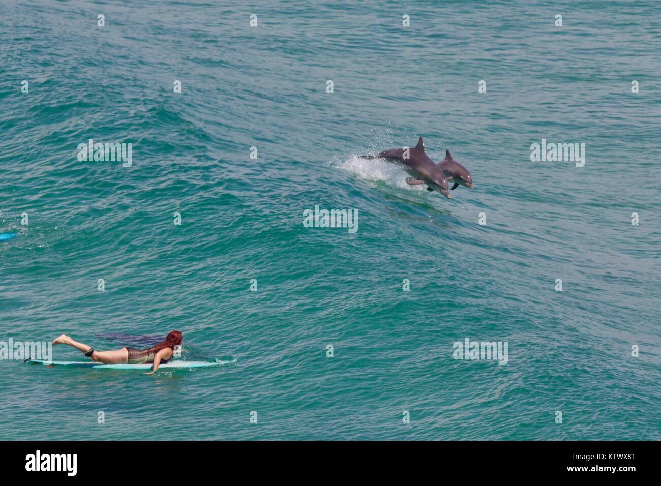 Surfing with dolphins Stock Photo Alamy