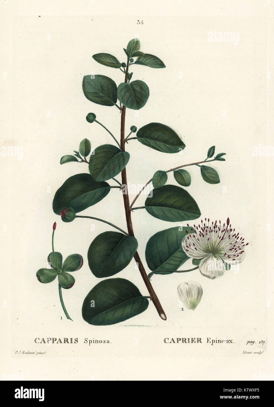 Caper bush, Capparis spinosa. Handcoloured stipple engraving by Moret