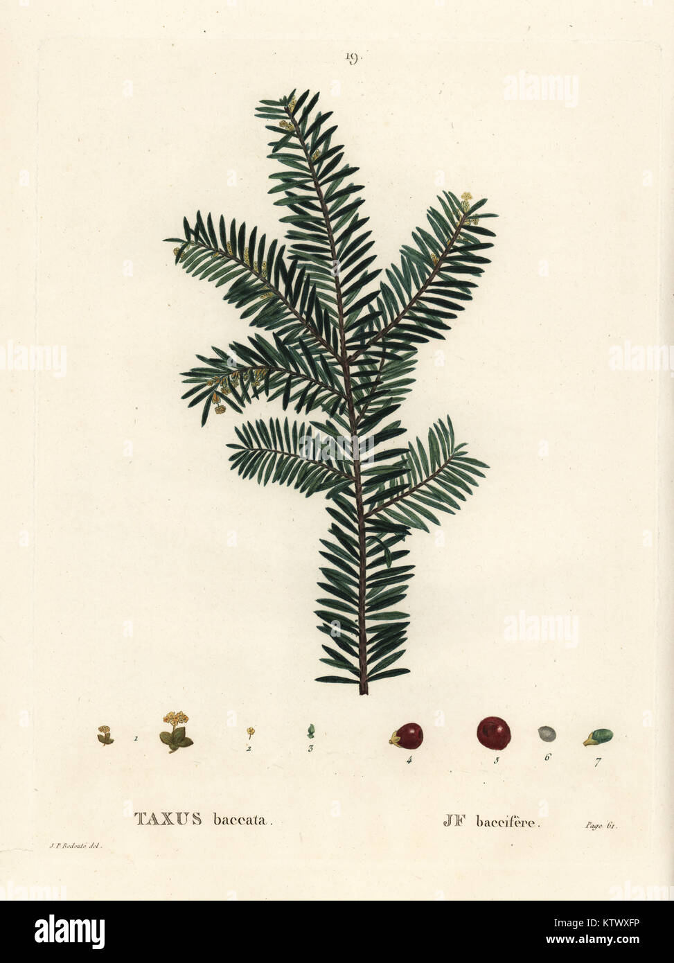 Botanical illustration of yew hi-res stock photography and images - Alamy
