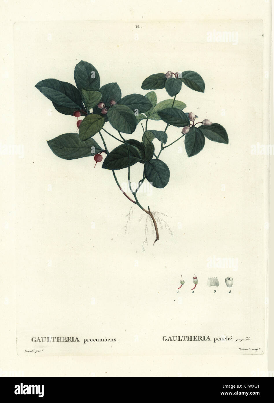 Eastern teaberry, checkerberry or boxberry, Gaultheria procumbens ...