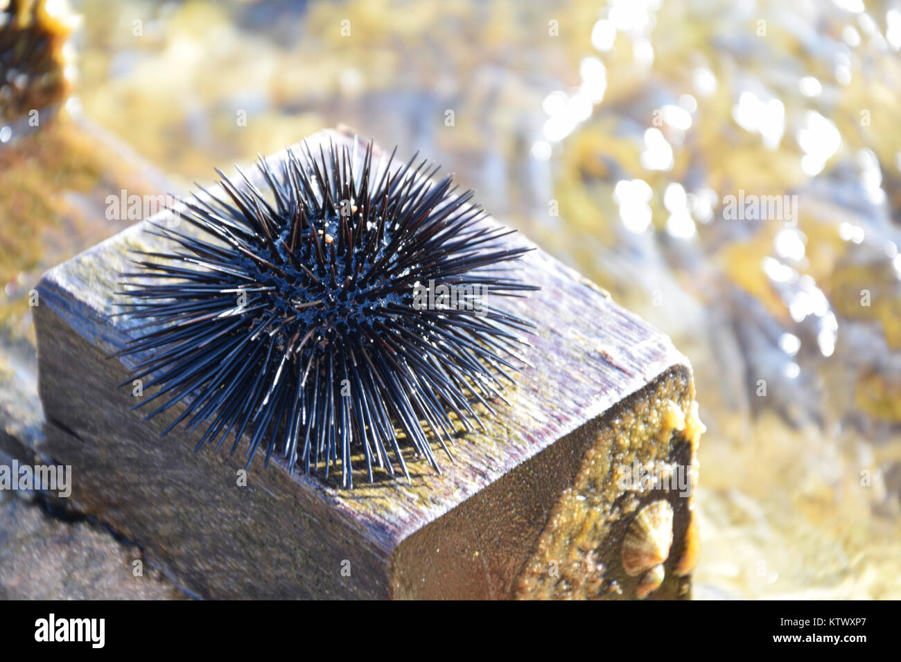 A sea urchin on a piece of wood. Background of waves Stock Photo