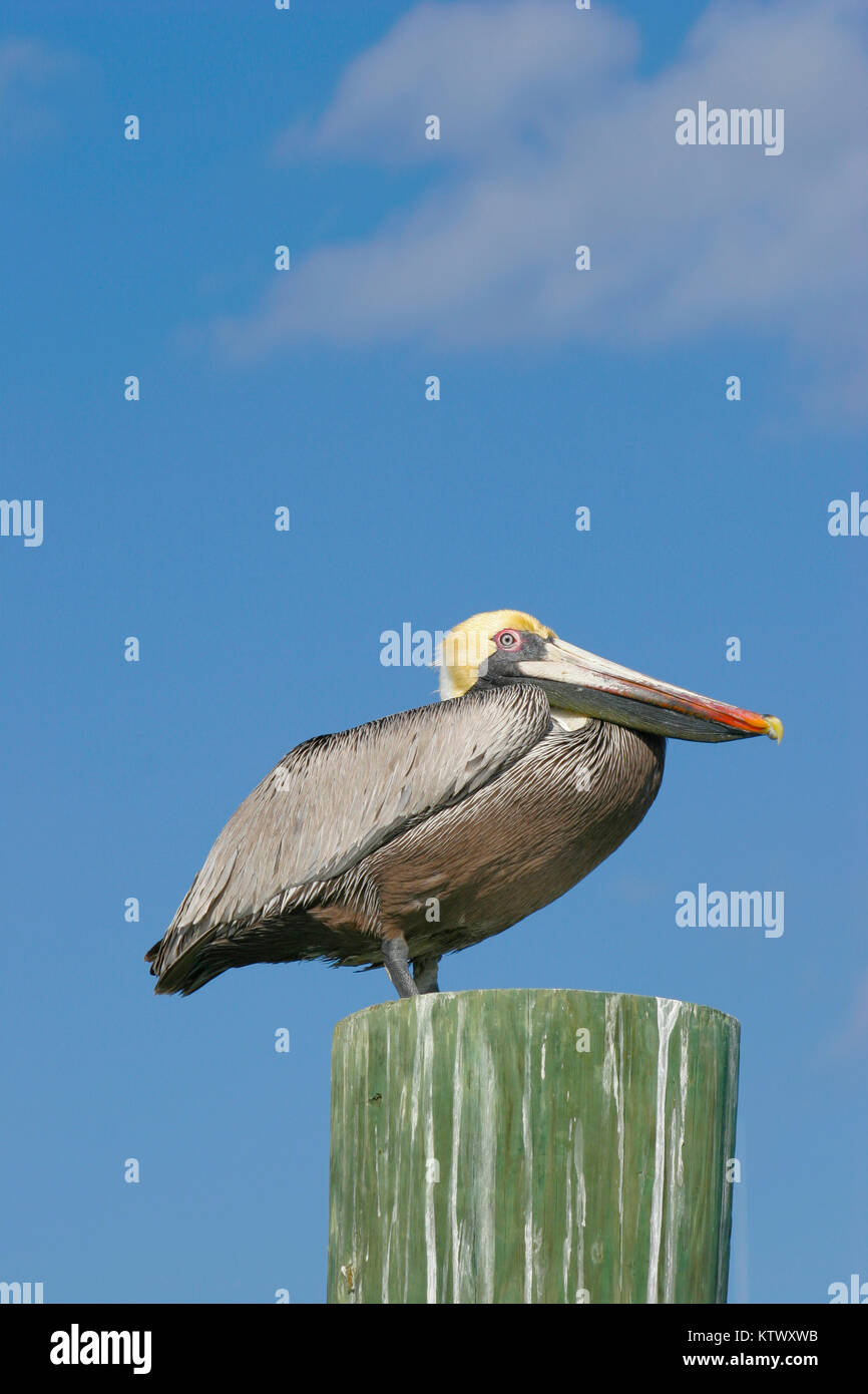 Pelican on piling hi-res stock photography and images - Alamy