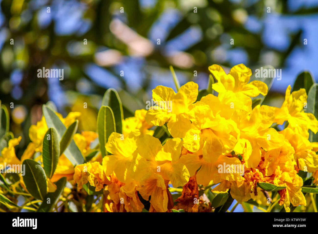 blossom yellow flower,Cochlospermum regium, in a sunshine day Stock Photo