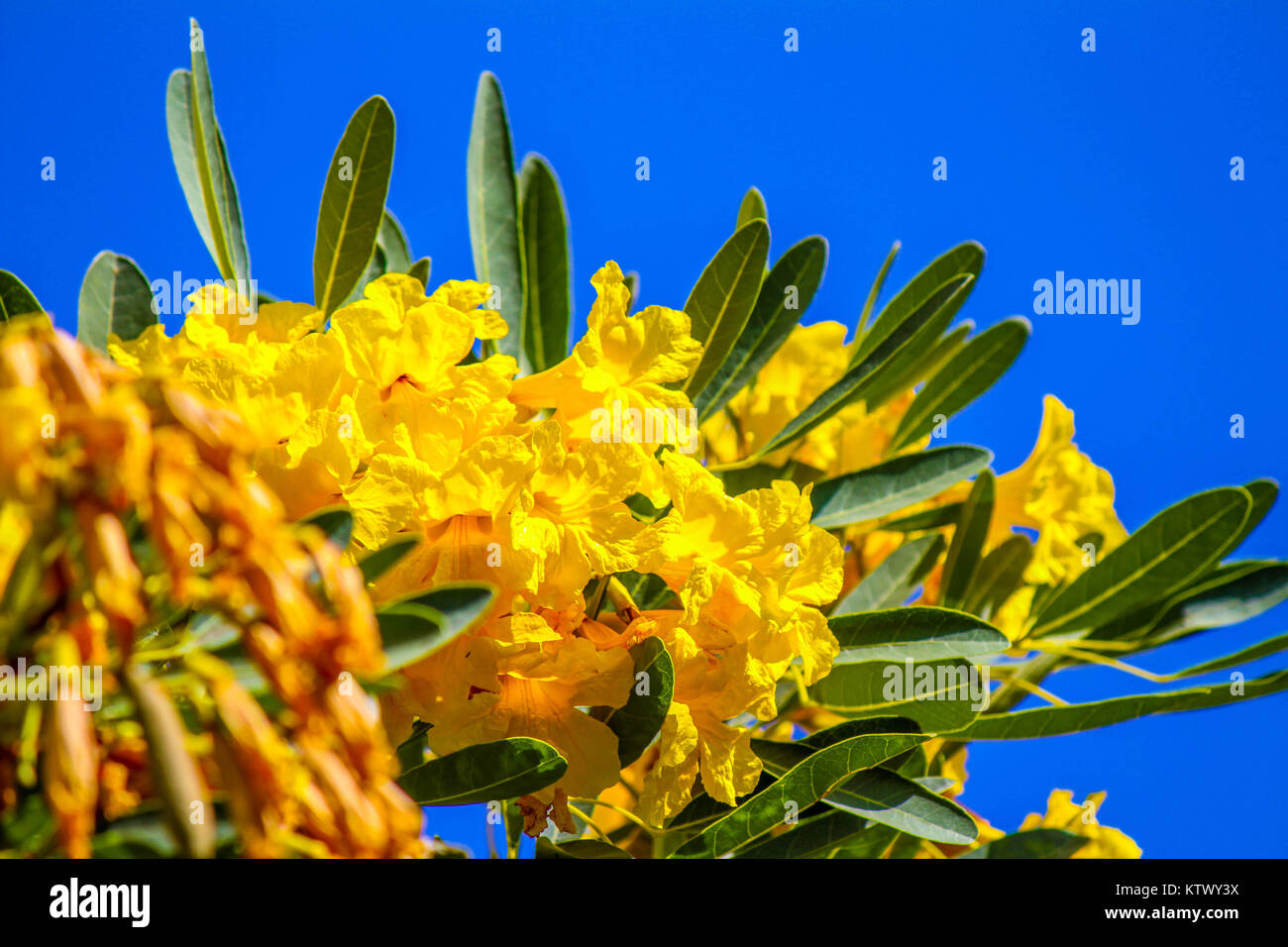 blossom tropical yellow flower, Cochlospermum regium, and green leaves with blue sky background in a sunshine day Stock Photo