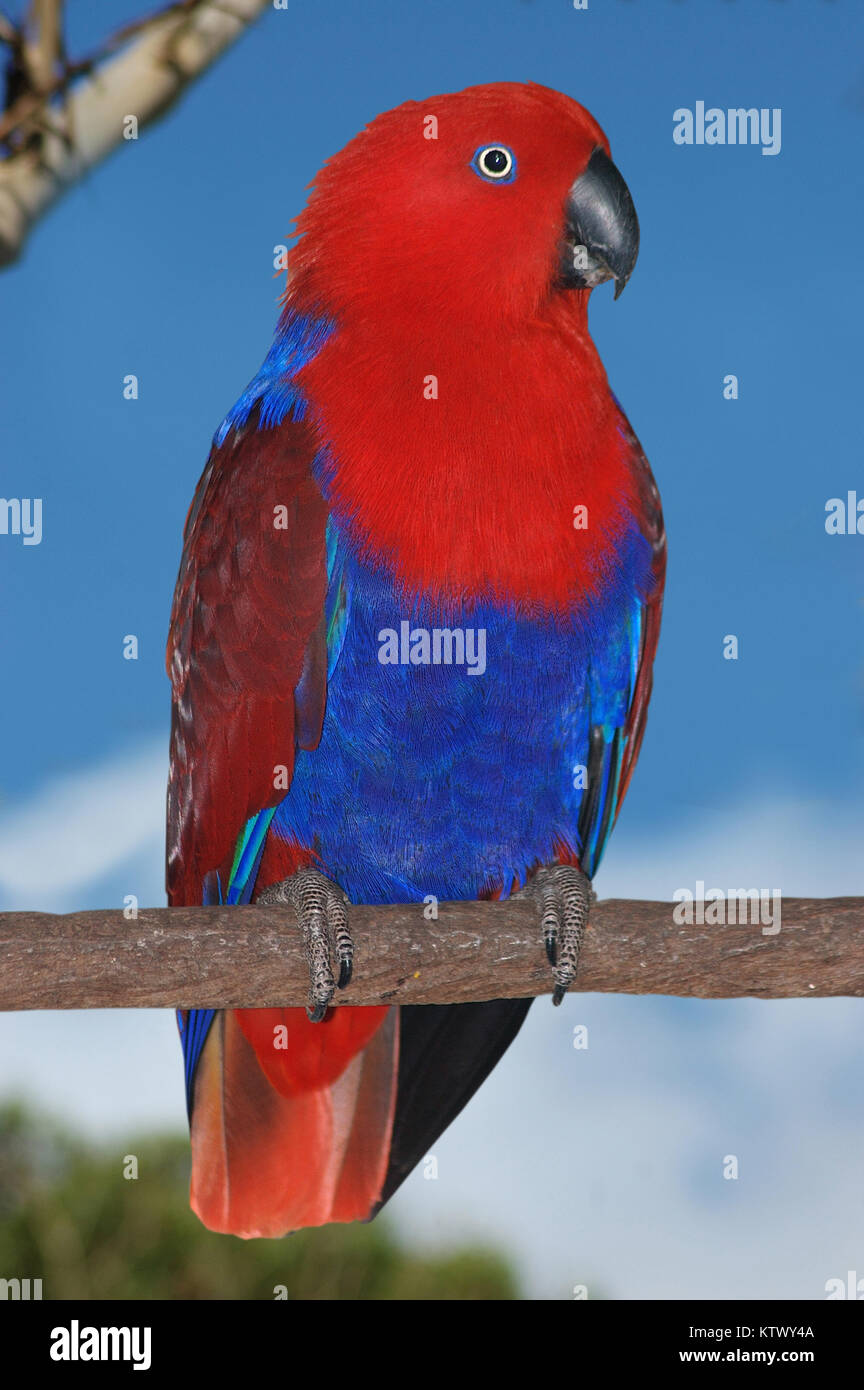 male Australian red-sided parrot, Eclectus roratus Stock Photo