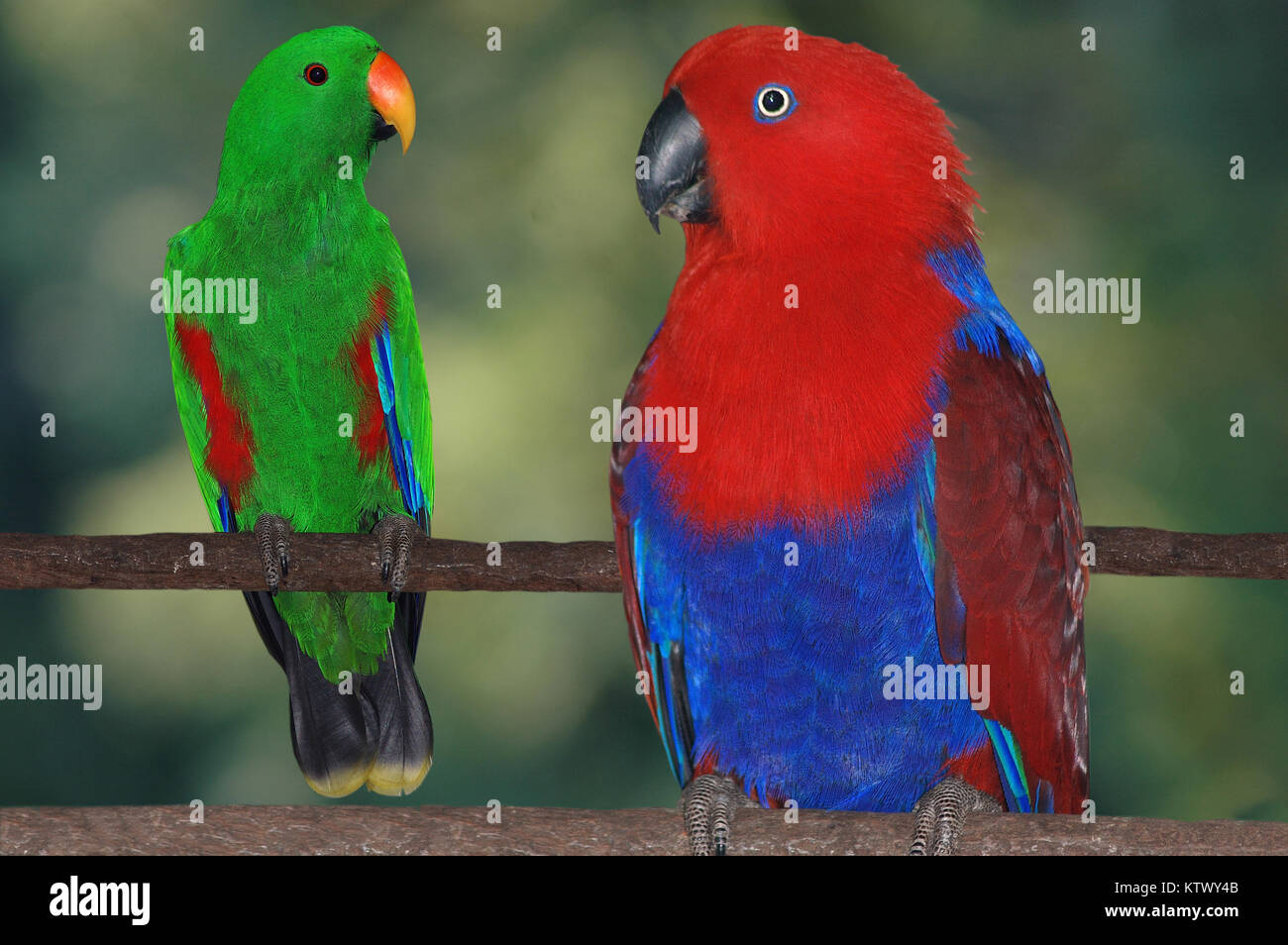 breeding pair of Australian red-sided parrots, Eclectus roratus Stock Photo