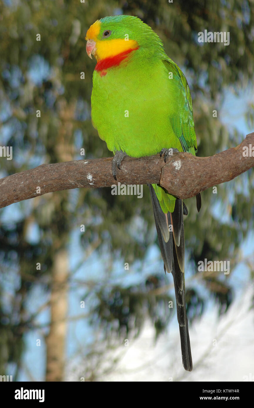 Australian Superb Parrot, Polytelis swainsonii Stock Photo