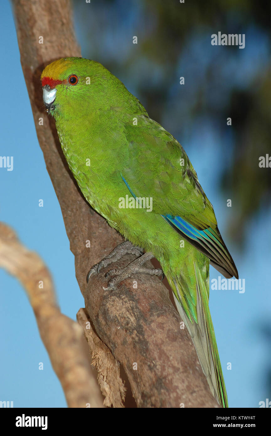 New Zealand yellow crowned parakeet, (Kakariki) Cyanoramphus auriceps